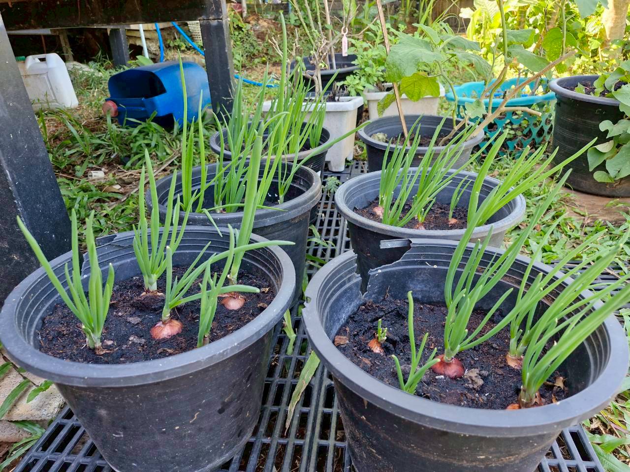 กิจกรรมการปลูกผักครัวเรือนทำตาม